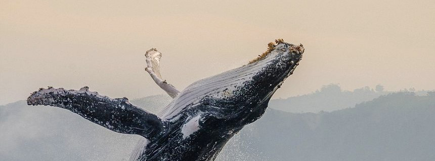 画作欣赏-个人画作展示